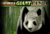 Untamed Giant Panda